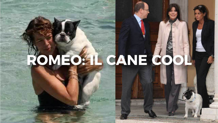 Bulldog Francese: il cane cool di Carolina di Monaco, carattere e cura - Hygge Pet Food