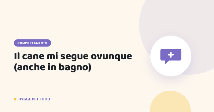 Il cane mi segue ovunque (anche in bagno): e normale? - Hygge Pet Food