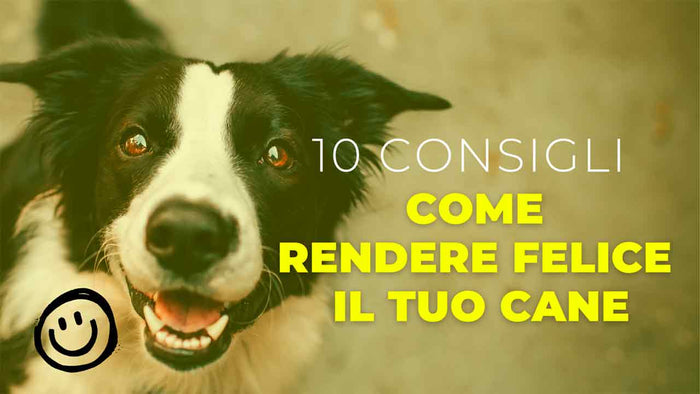 10 CONSIGLI PER RENDERE FELICE IL TUO CANE - Hygge Pet Food