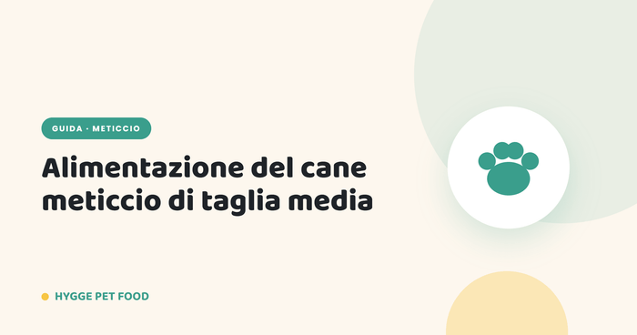 Alimentazione del cane meticcio di taglia media: quante crocchette al giorno e dieta equilibrata - Hygge Pet Food