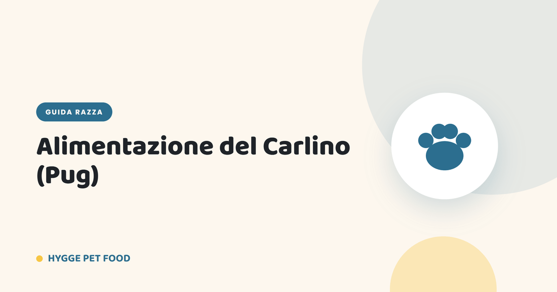 Alimentazione del Carlino (Pug): dieta anti-obesità e crocchette adatte al muso schiacciato - Hygge Pet Food