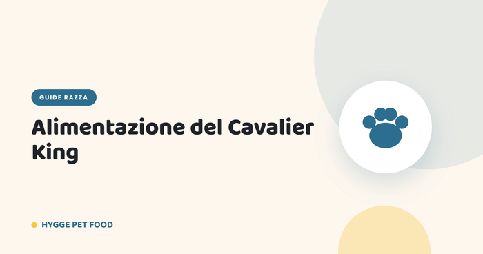 Alimentazione del Cavalier King: peso forma e cuore sano - Hygge Pet Food