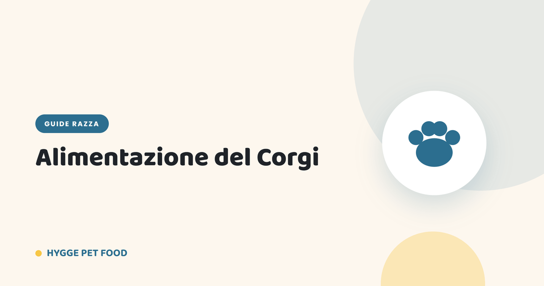 Alimentazione del Corgi: dieta ideale per peso e schiena - Hygge Pet Food