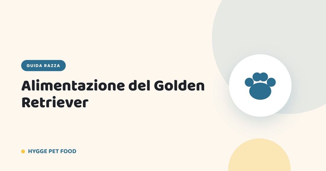 Alimentazione del Golden Retriever: dosi per età, calorie e cibo per pelo e articolazioni - Hygge Pet Food