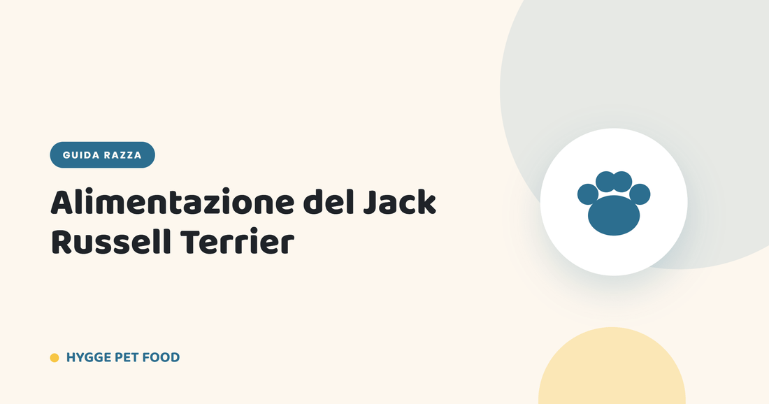 Alimentazione del Jack Russell Terrier: crocchette ad alta energia per un cane instancabile - Hygge Pet Food