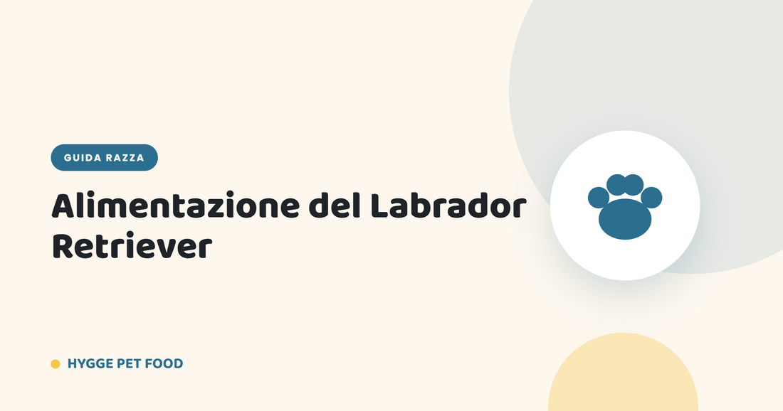 Alimentazione del Labrador Retriever: quante crocchette al giorno e come prevenire il sovrappeso - Hygge Pet Food