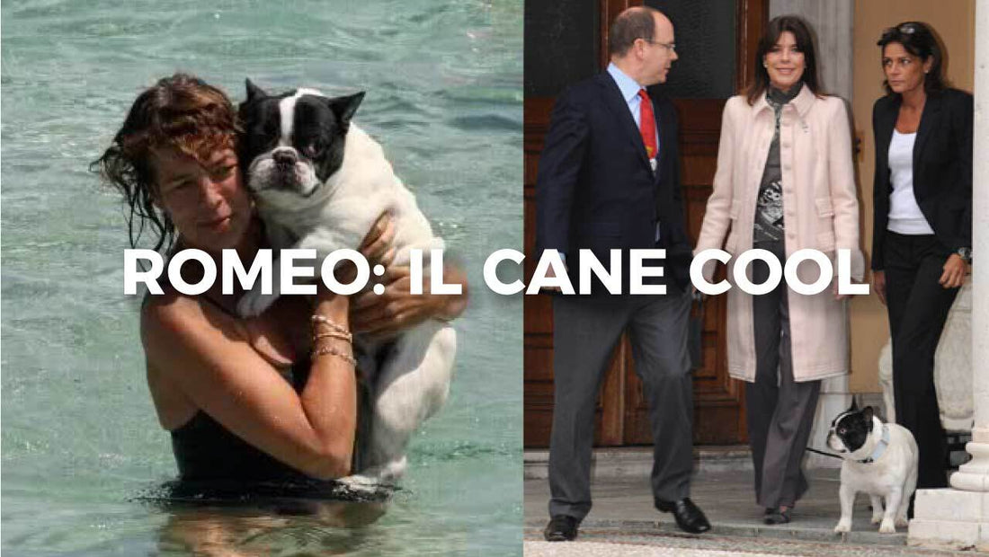 Bulldog Francese: il cane cool di Carolina di Monaco, carattere e cura - Hygge Pet Food