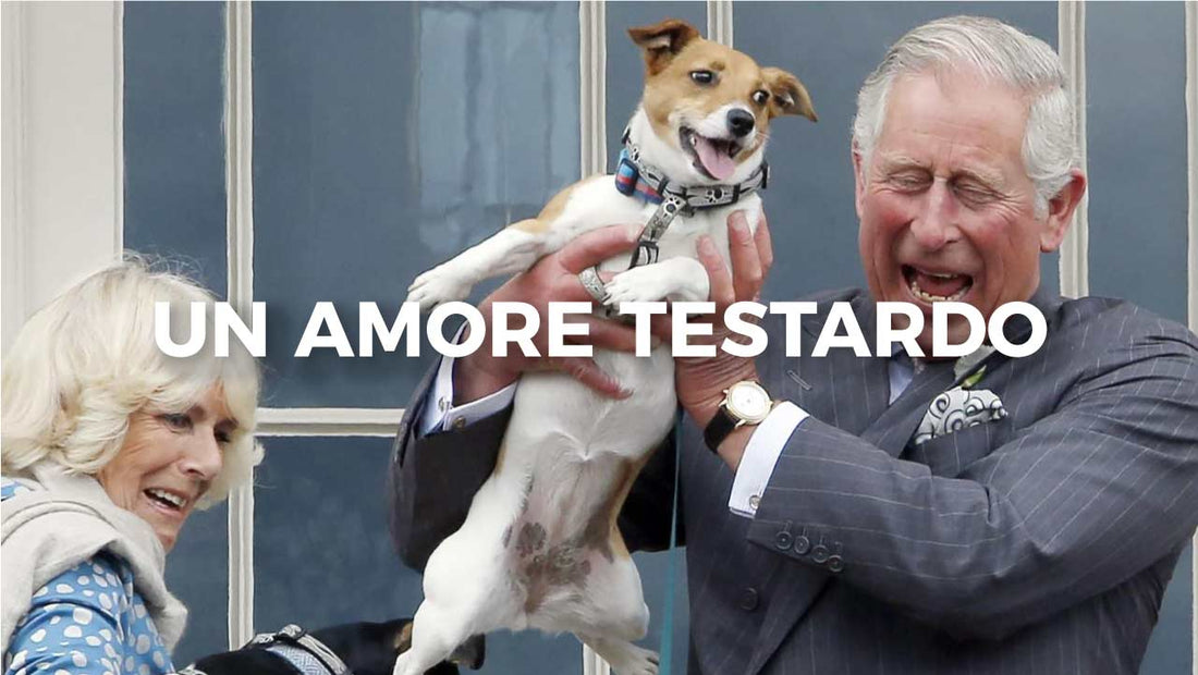 Camilla e i suoi Jack Russell Terrier: una storia di amore testardo - Hygge Pet Food