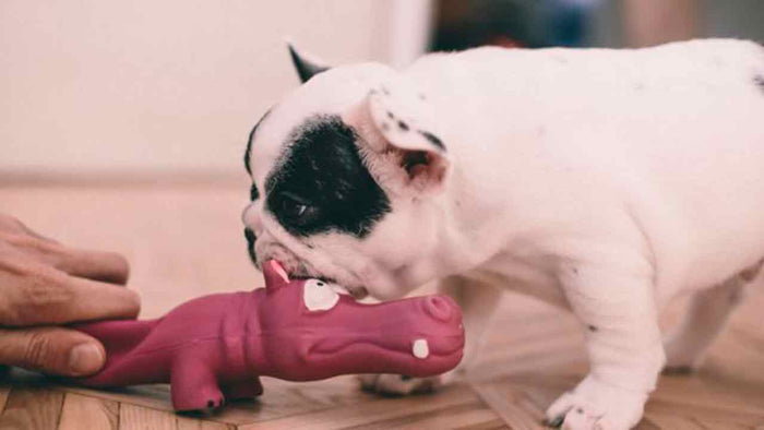 Cane in quarantena? Ecco dei giochi fai da te per stimolarlo! - Hygge Pet Food