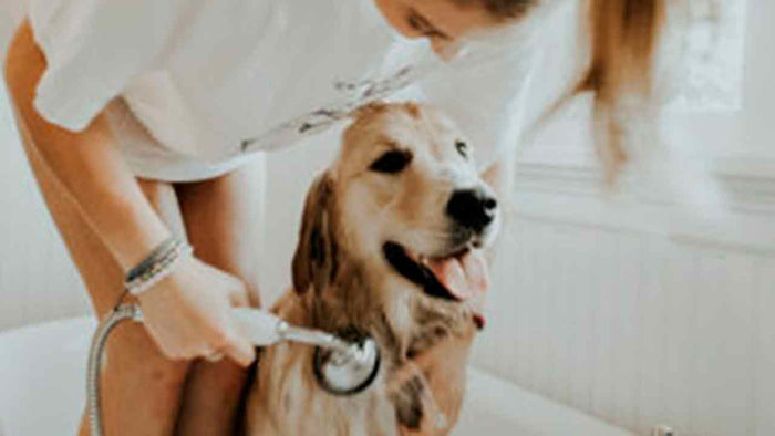 …Caro Fido è l'ora del bagnetto! - Hygge Pet Food