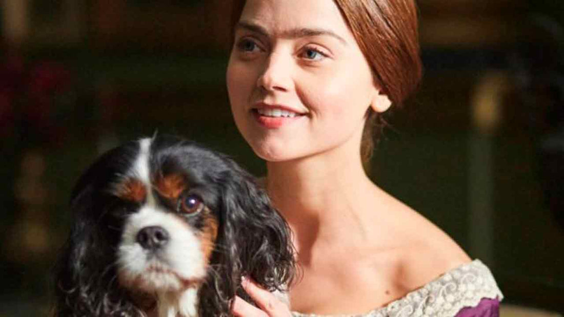 Cavalier King: la storia reale, il carattere e la cura della razza delle regine - Hygge Pet Food