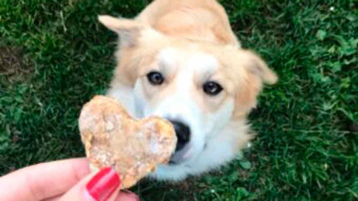 Doggy cookies ai tempi della quarantena - Hygge Pet Food