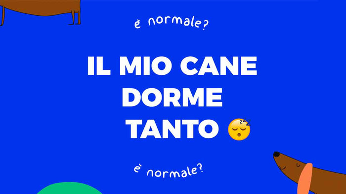 è normale che il cane dorma tanto? - Hygge Pet Food