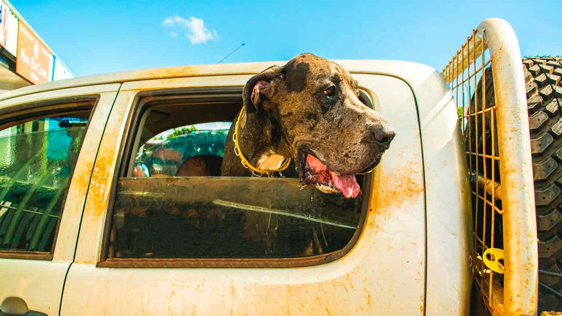 I cani Cenerentola: gli Alani abbandonati che divennero reali - Hygge Pet Food