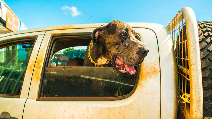 I cani Cenerentola: gli Alani abbandonati che divennero reali - Hygge Pet Food