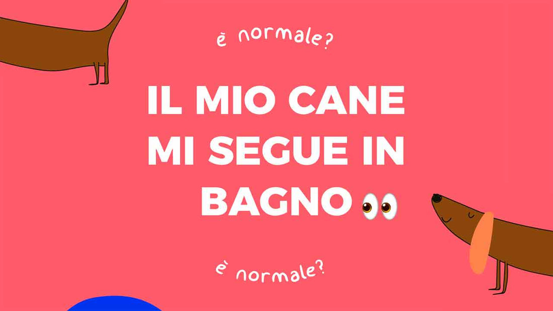 Il mio cane mi segue in bagno. E’ normale? - Hygge Pet Food