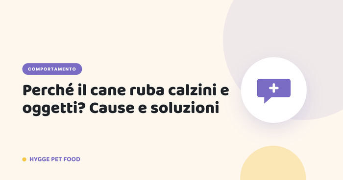 Perché il cane ruba calzini e oggetti? Cause e soluzioni - Hygge Pet Food