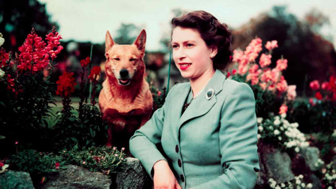 Welsh Corgi: la storia reale, il carattere e la cura della razza della regina - Hygge Pet Food