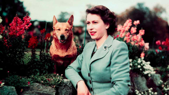Welsh Corgi: la storia reale, il carattere e la cura della razza della regina - Hygge Pet Food