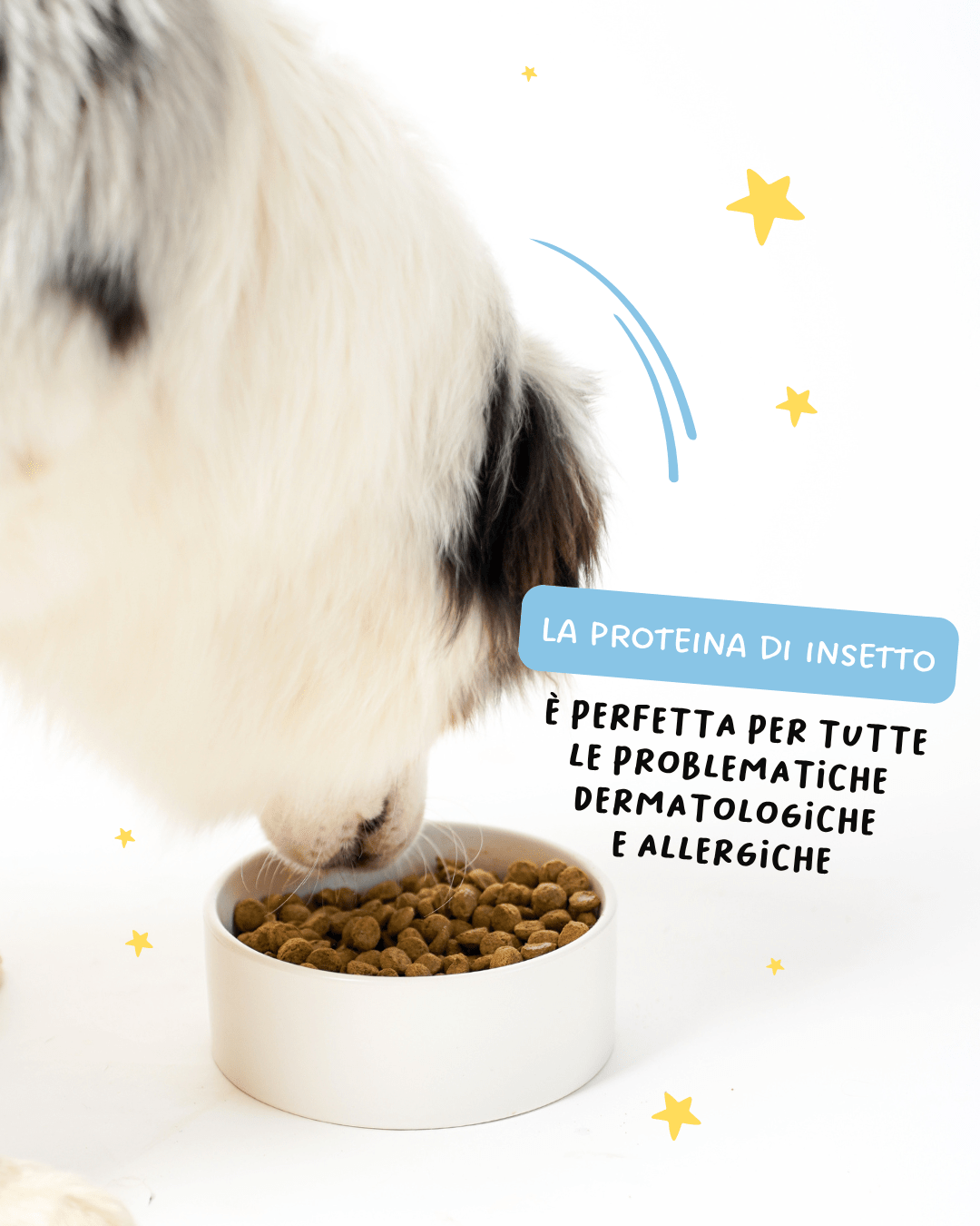 Insect based sensitive - Cibo Secco Cane - Hygge Pet Food