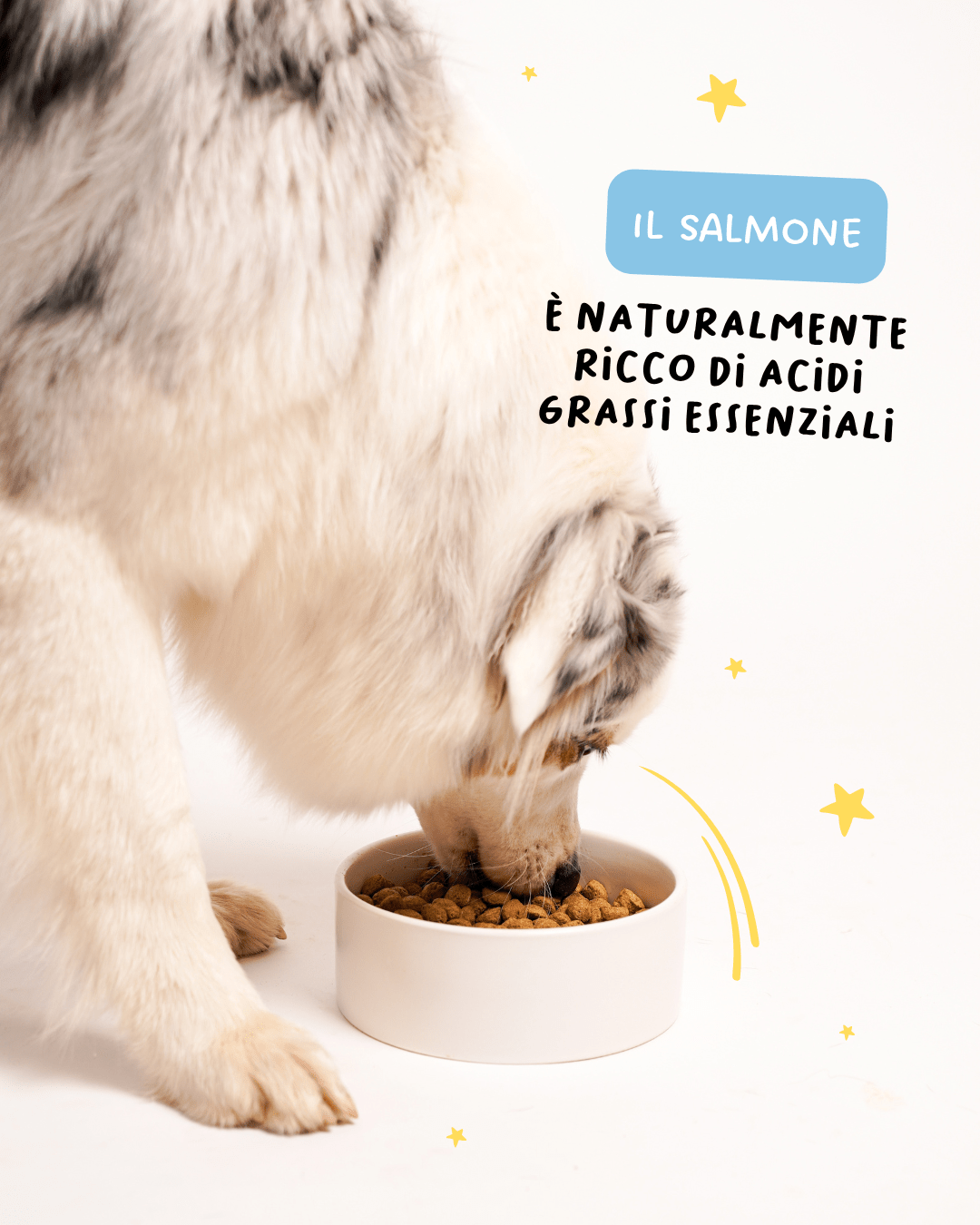 Salmone e Tapioca - Cibo Secco Cane - Hygge Pet Food
